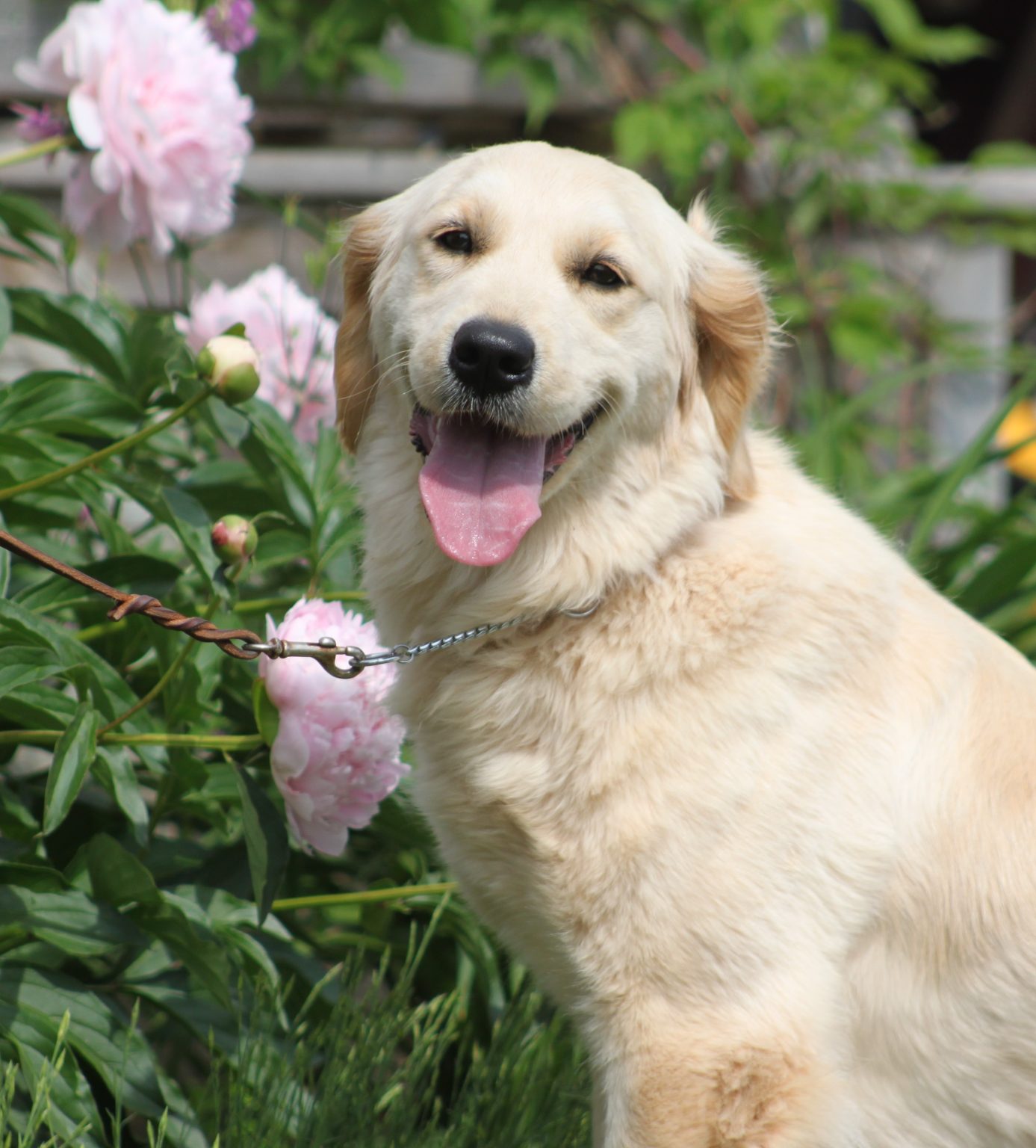 backroad-rough-draught-backroad-golden-retrievers