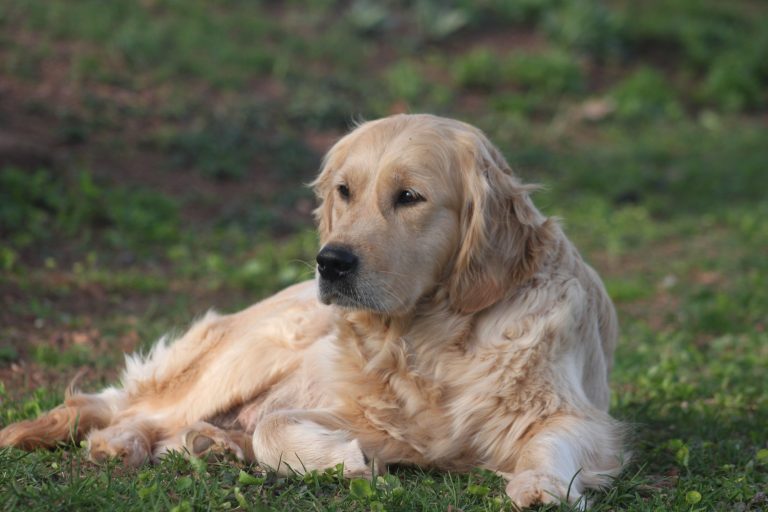 Adult Dogs for Rehoming – BACKROAD GOLDEN RETRIEVERS